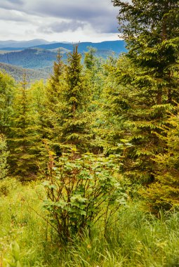 Karpatlar dağlar, Ukrayna