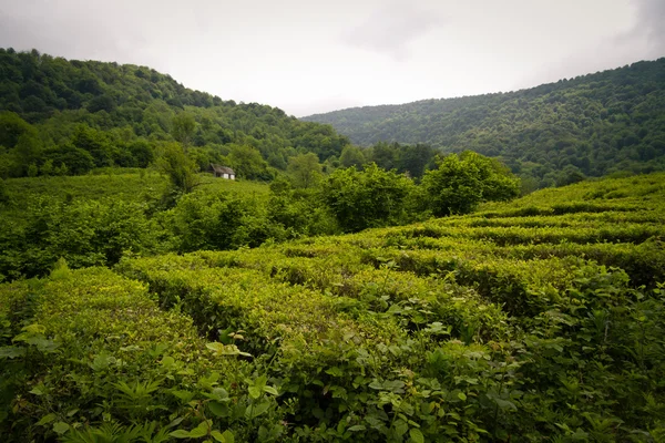 Plantaciones de té —  Fotos de Stock