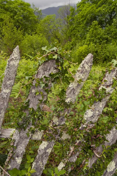 Gammalt trästaket — Stockfoto