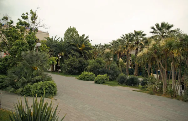 Parque en el Sochi — Foto de Stock