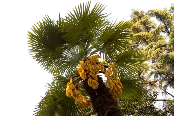 Parktaki palmiye ağaçları — Stok fotoğraf