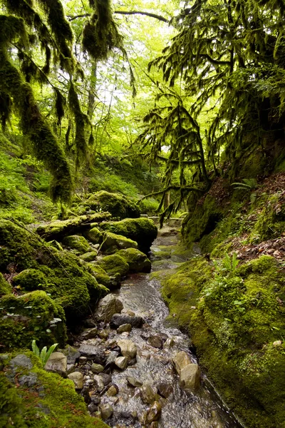 Foresta di bosso, Russia — Foto Stock