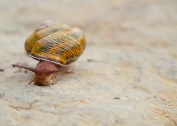 Lumaca sulla pietra — Foto Stock