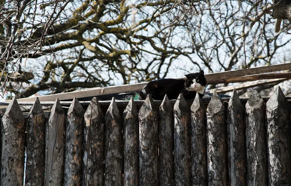 울타리 위에 있는 고양이 — 스톡 사진
