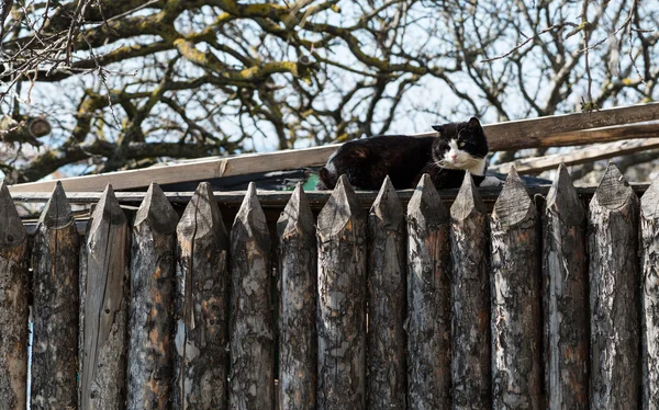 울타리에 앉아 있는 고양이 — 스톡 사진