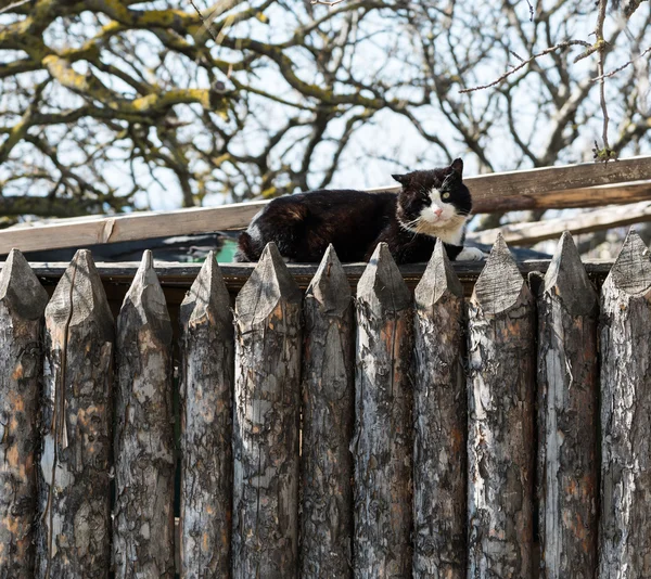 울타리에 앉아 있는 고양이 — 스톡 사진