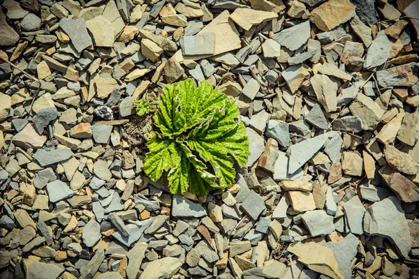 Les jeunes plantes sur la pierre — Photo