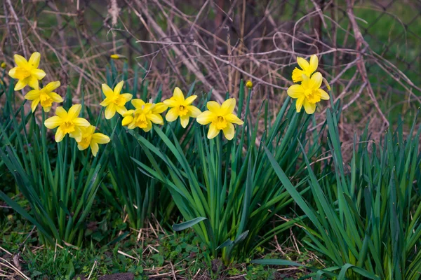 Daffodils in early spring — Stock Photo, Image