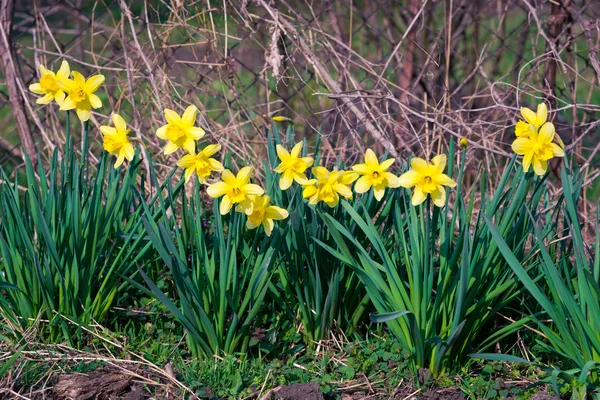 Påskliljor — Stockfoto