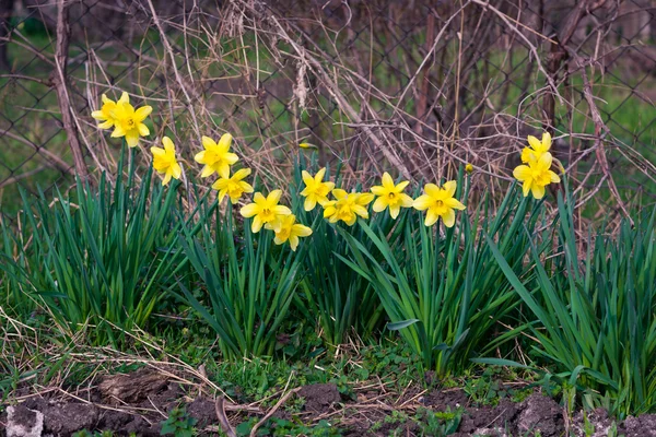 Daffodils in early spring — Stock Photo, Image