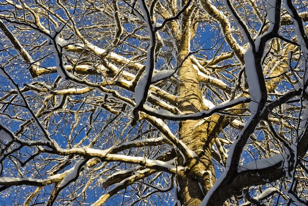 在雪中的树枝 — 图库照片