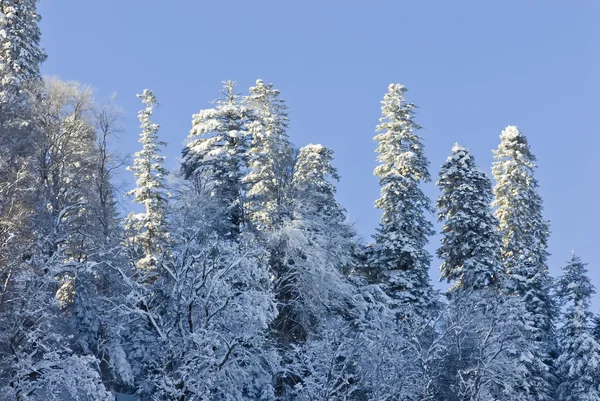 Дерево, покрытое снегом — стоковое фото
