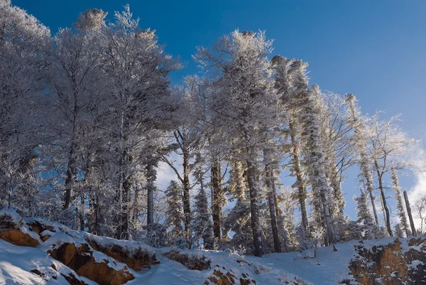 Árbol cubierto de nieve — Foto de Stock