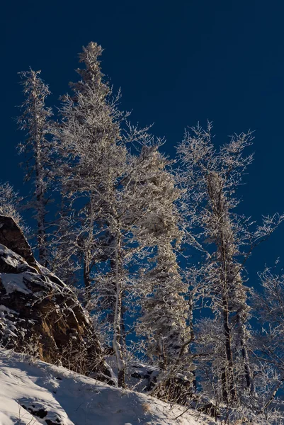 Drzewo pokryte śniegiem — Zdjęcie stockowe