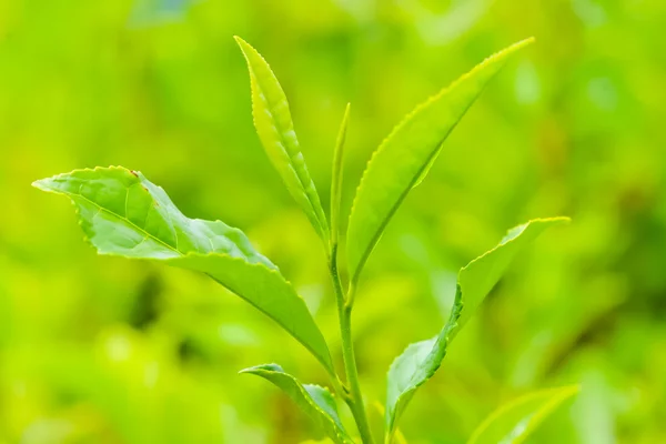 Tee auf der Plantage — Stockfoto