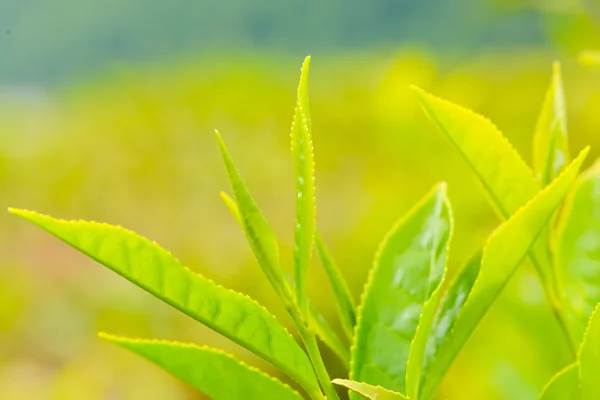 Tee auf der Plantage — Stockfoto