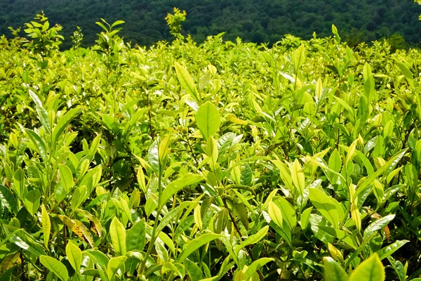 Plantações de chá — Fotografia de Stock