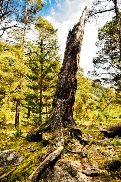 El viejo bosque —  Fotos de Stock