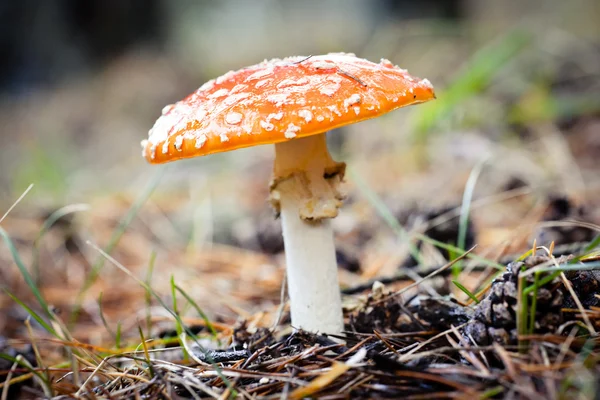 Fly agaric mushroom — Stock Photo, Image