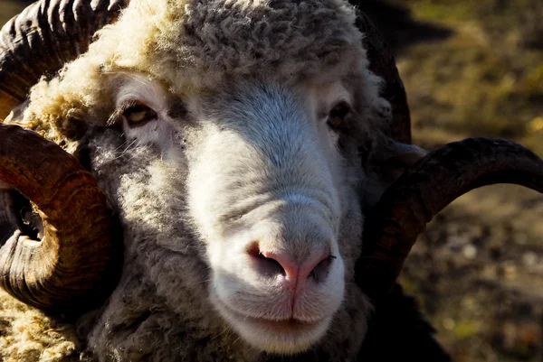 Closeup sheep head — Stock Photo, Image
