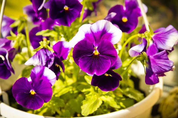 Viola tricolor — Stockfoto