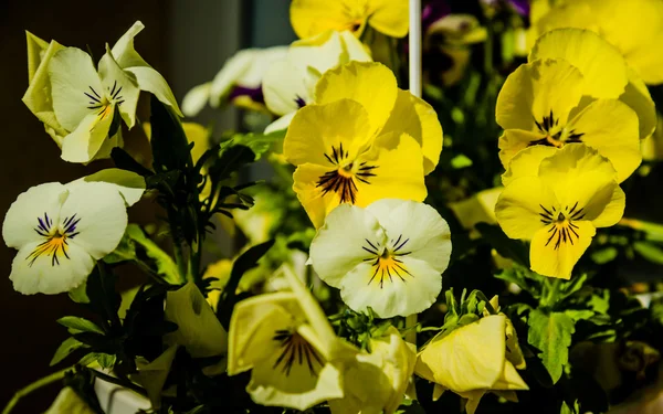 Viola tricolor — Stock Photo, Image