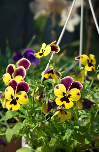 Viola tricolora — Foto de Stock