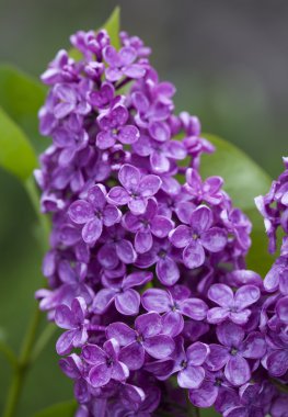 Menekşe leylak çiçeği 