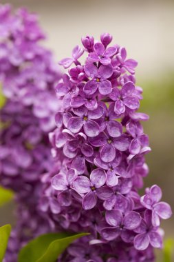 Menekşe leylak çiçeği 