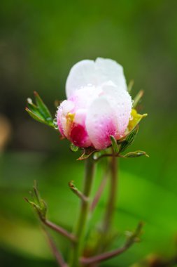 Paeonia suffruticosa