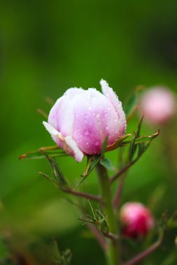 Paeonia suffruticosa