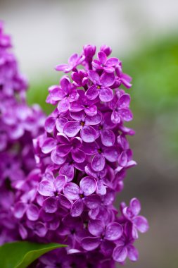 Menekşe leylak çiçeği