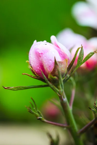 Paeonia suffruticosa — Foto de Stock