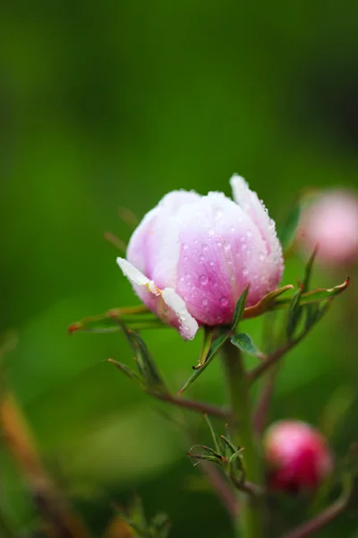 Paeonia suffruticosa — Stockfoto