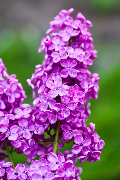 Фиолетовый лиловый цветок — стоковое фото