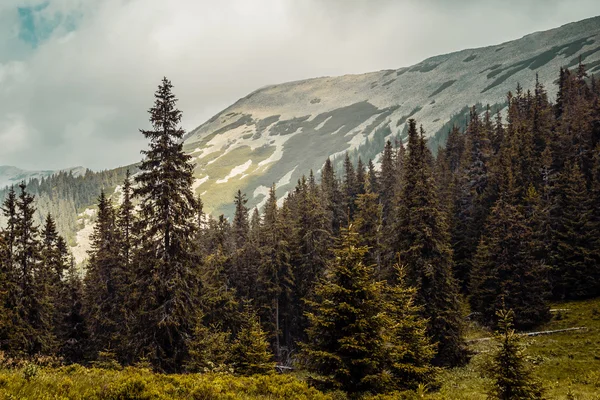 Montagnes des Carpates, Ukraine — Photo