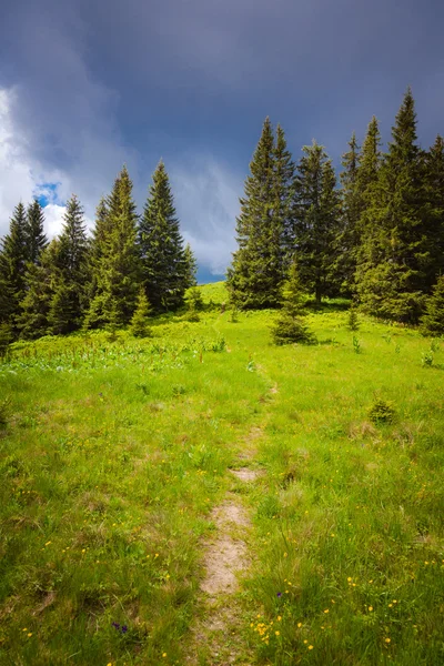 Zomer landschap — Stockfoto