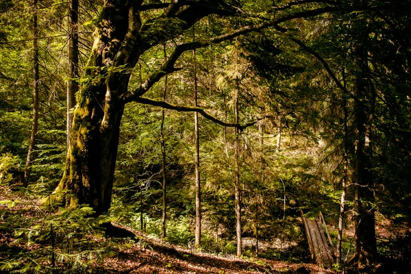 Karpatlar, Ukrayna — Stok fotoğraf