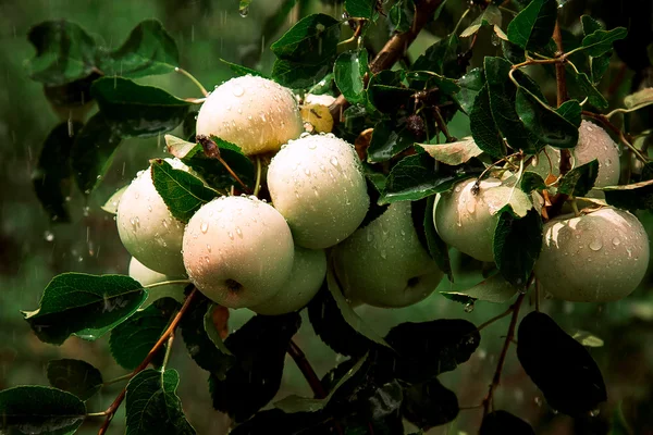 Ripe apples — Stock Photo, Image