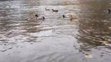 Ördekler suda yüzer.