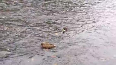 Ördekler suda yüzer.