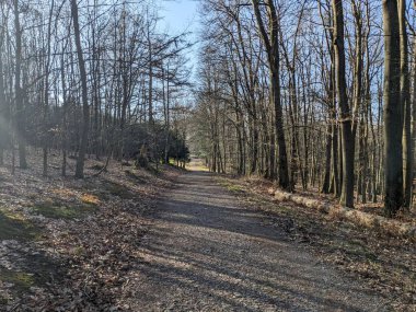 Parktaki güzel orman