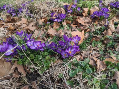 Bahçede mor bahar çiçekleri.