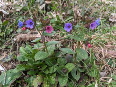Bahçedeki güzel çiçekler