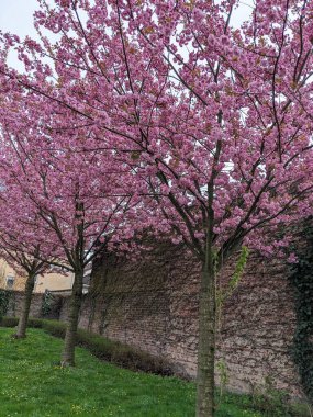 Bahçedeki güzel pembe ağaçlar
