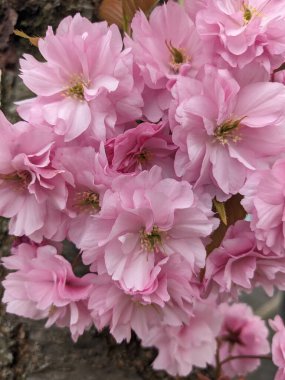 Bahçedeki pembe sakura çiçekleri