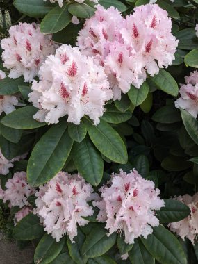 Bir bahar günü büyük bir çalı tarlasının renkli pembe çiçekleri