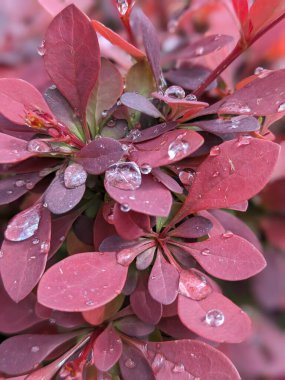 Bahçede kırmızı yapraklar