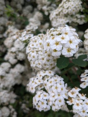 Bahçede beyaz çiçekler