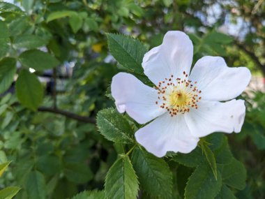 Bahçede beyaz çiçekler